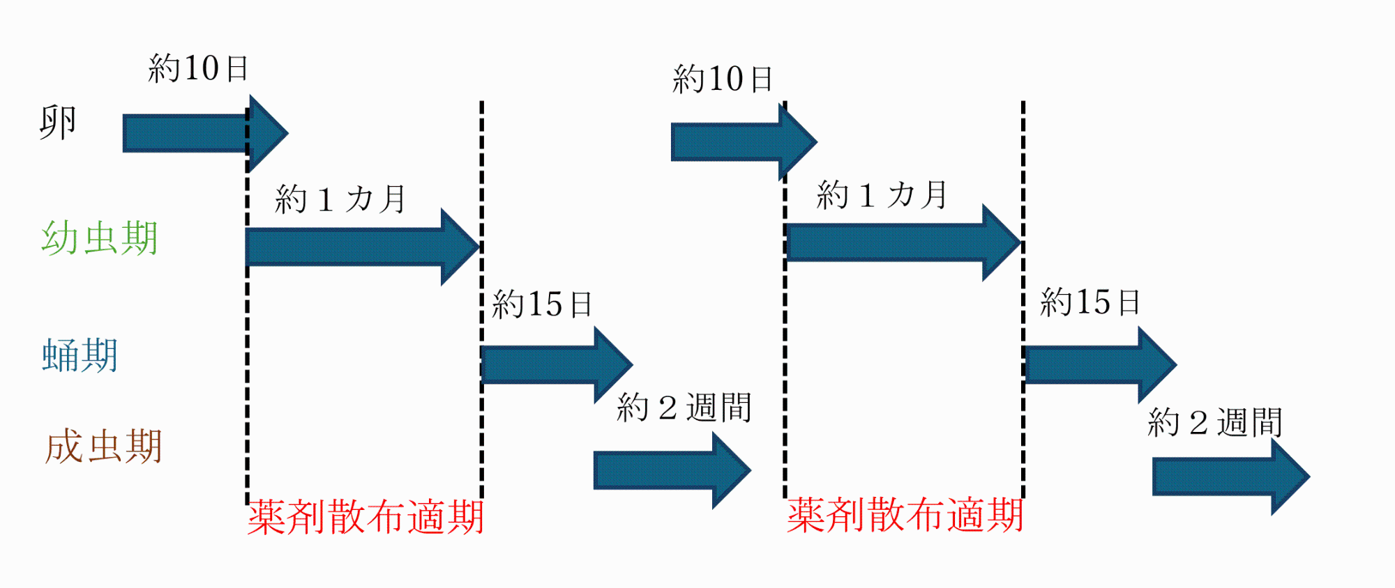 キオビエダシャクの発生サイクルの画像