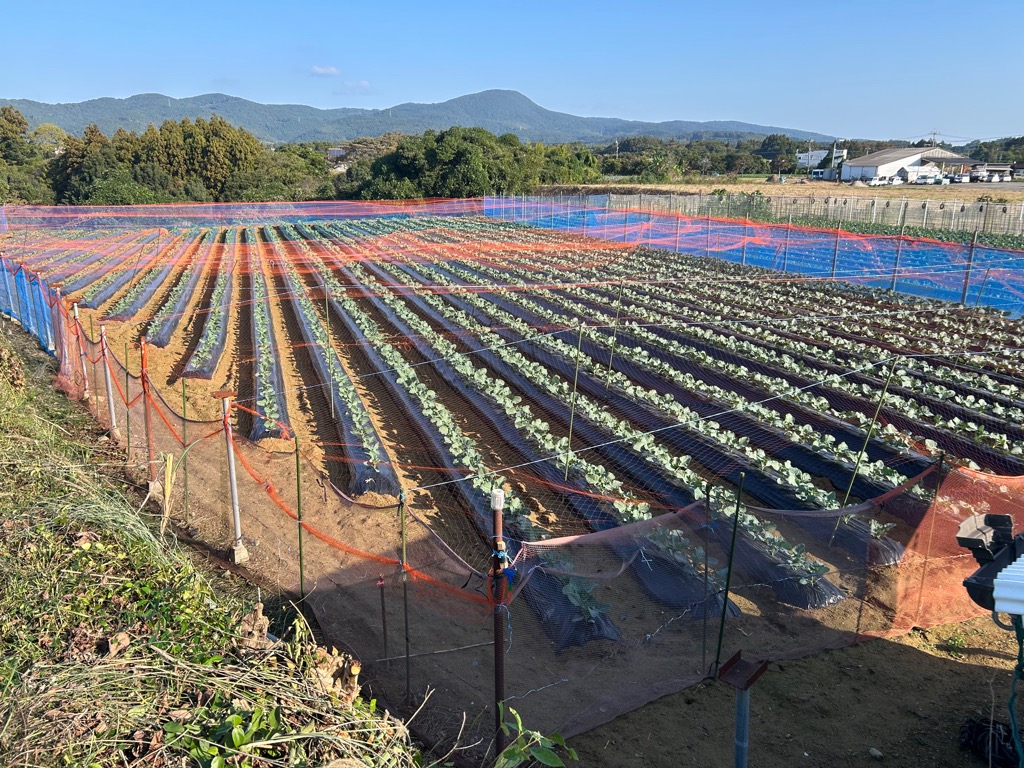 防鳥網完成の写真