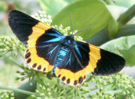 キオビエダシャクの成虫の画像