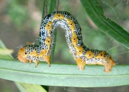 キオビエダシャクの幼虫の画像