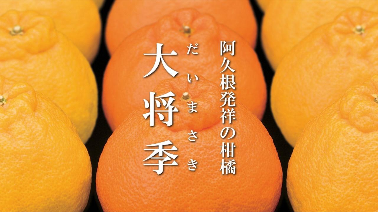阿久根発祥の柑橘「大将季（だいまさき）」が画面いっぱいに並んでいる様子が映し出されているふるさとCMの画像