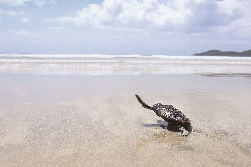 脇本海水浴場と子ガメの写真